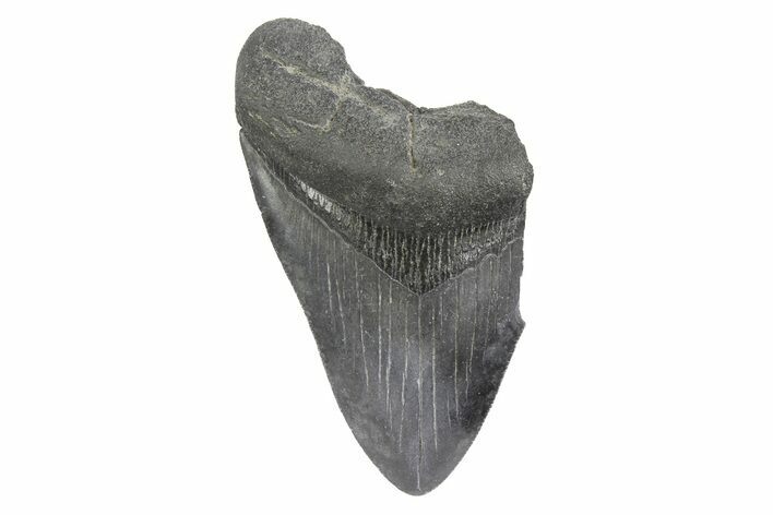 Partial Megalodon Tooth - South Carolina #180893